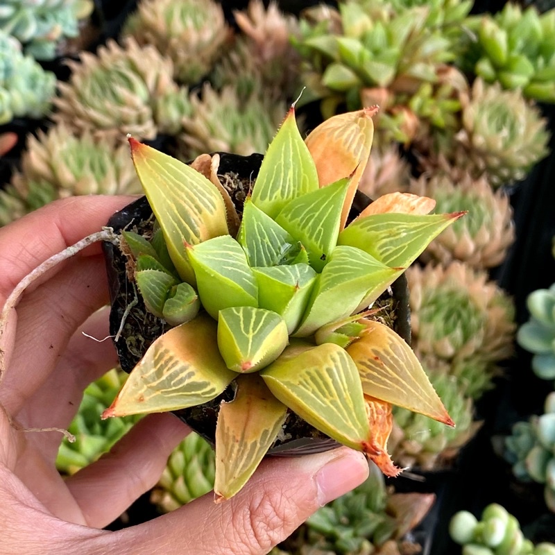 Sen đá Haworthia Guốc Sao Size Bầu Hư 1 Đổi 1