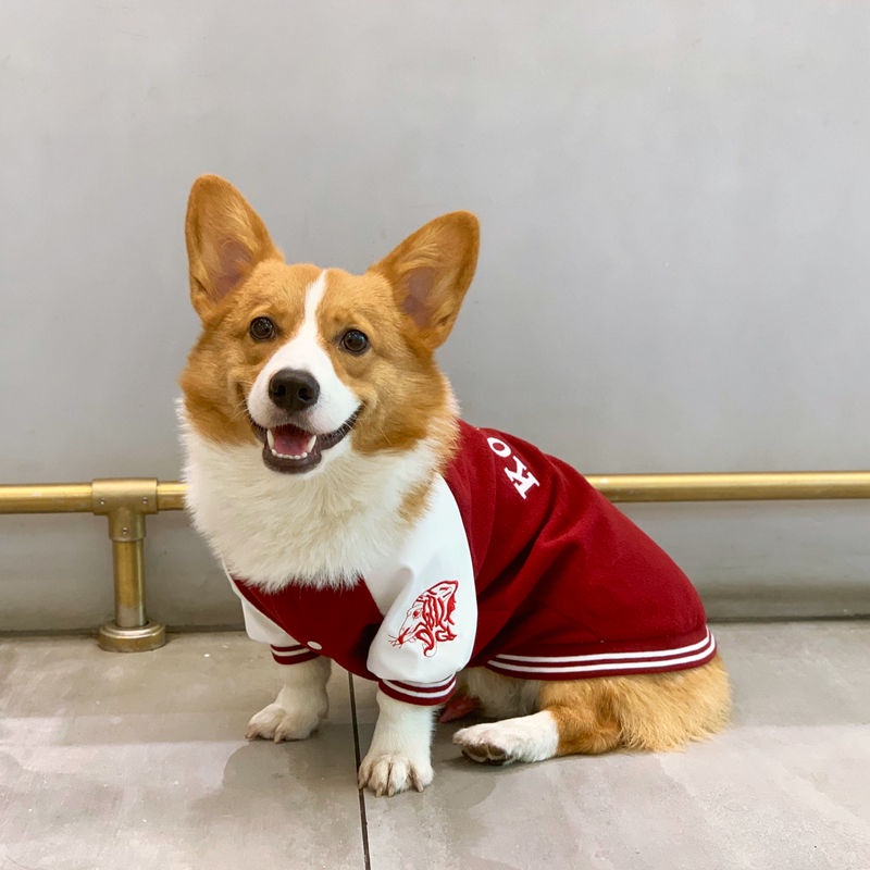 Áo Khoác Bóng Chày Giữ Ấm Mùa Thu Đông Kích Thước Vừa / Nhỏ / Vừa / Chó Corgi Phong Cách Đường Phố Schnauzer Shiba In