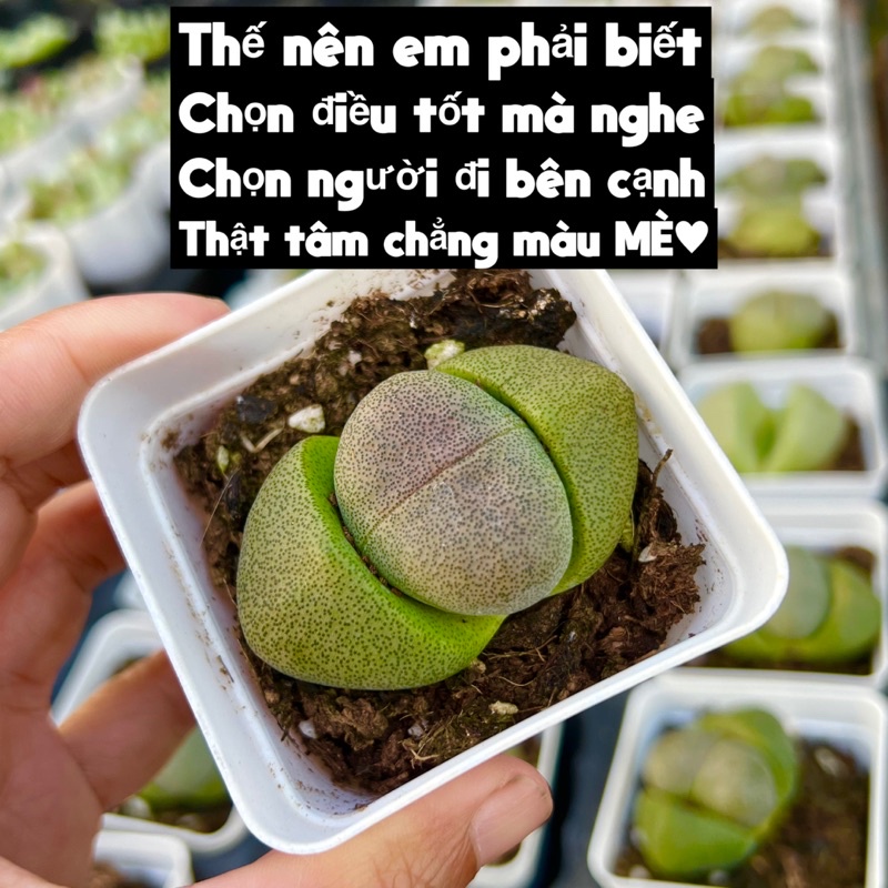 sen đá Thạch lan xanh siêu to 3-4cm THUANPHAT GARDEN, nuôi lâu có thể ra hoa vàng rất đẹp, lỗi 1 đổi 1