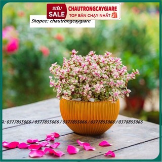 Chậu trồng cây để bàn, trang trí nhà cửa, chậu hình tròn bầu, phù hợp trồng các loại hoa như Lan Ý, Lan hồ điệp cao cấp