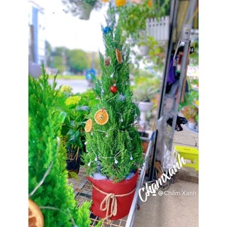 Cây tùng sơn - tùng Noel ảnh thật , cây thật - Thông noel cao 70cm-90-cm -1m