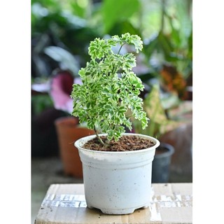 Cây đinh lăng mini cẩm thạch