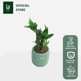 Trúc Lộc Phát Tài