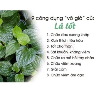 Lá Lốt Khô 1 Ký