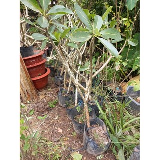 cây sứ đại trắng hoa thơm