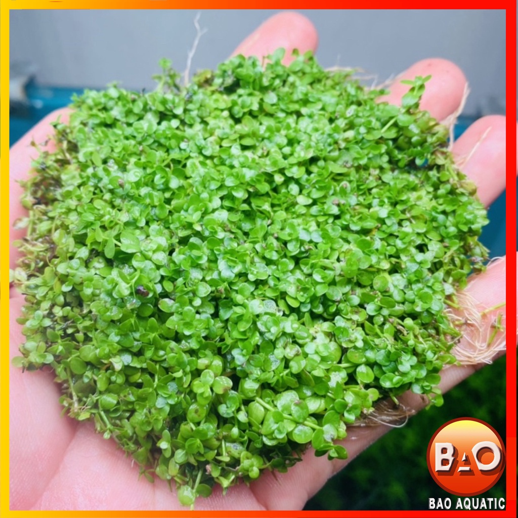 Trân Châu Ngọc Trai 1 tấc đường kính 10x10cm Cây Thủy Sinh Tiền Cảnh