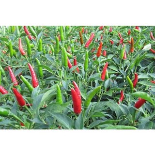 50H -Hạt_Giống_Ớt_Chỉ_Thiên (tặng kèm phân bón và kích mầm)