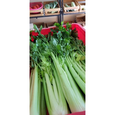 Cần tây Đà Lạt 500g cọng to ép nước / Nước ép cần tây tươi