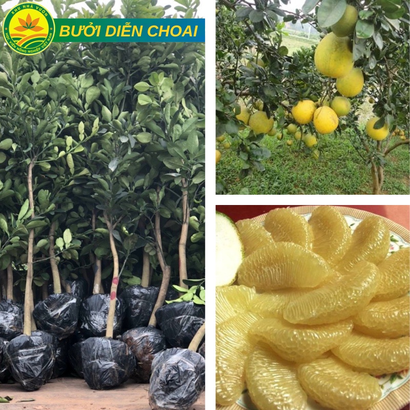Cây bưởi diễn choai ghép cho quả luôn, chất lượng cao, cao 1m -1,2m
