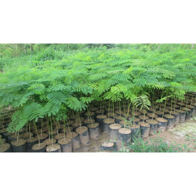 Cây phượng vĩ ,cây đẹp + siêu tốt