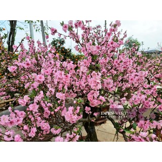 Cây đào mộc châu - cây giống