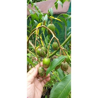 Cây giống cóc thái bịch nhỏ