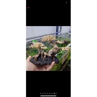 bon sai thuỷ sinh mini(cao từ 10 cm-15 cm)