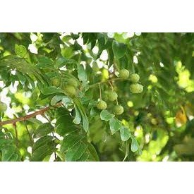 Cây giống trôm lấy mủ