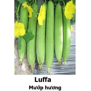 1gr hạt giống mướp hương f1
