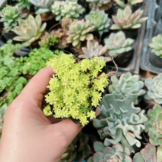 Sen đá sedum vàng size bầu 3-5 cm xuất vườn đà Lạt