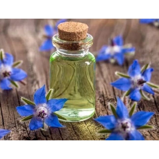 20h Hạt Giống Lưu Ly Borage