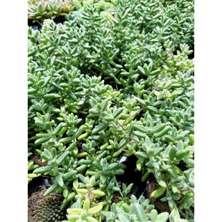 Sen đá size bầu 4-6cm