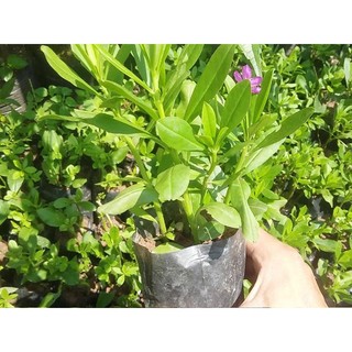 [Nhu_Mai_Garden]cây giống sâm đất (cây thổ sâm, rau sâm)- cây giống to
