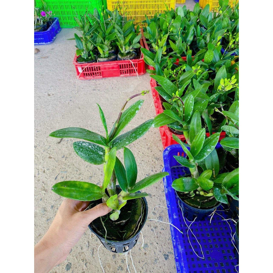 Denro đồng tiền vàng nhú nụ hoa tết 2023