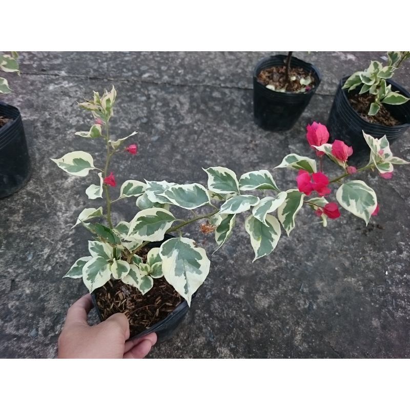 Cây Hoa Giấy Cẩm Thạch Đỏ