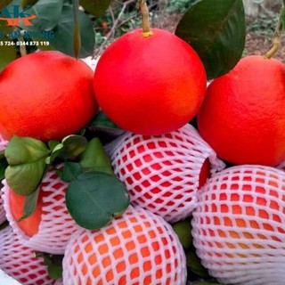 1kg_ Xốp lưới bọc trái cây 15cm. Nhận tối đa 1kg/1 đơn