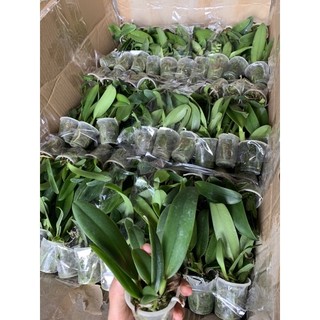 Lan cattleya giống cát 1lá