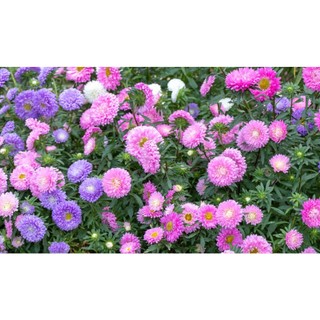 20h hạt giống hoa cúc nhật pompom mix