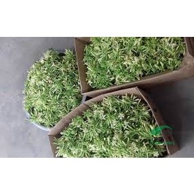 Cây Giống Đu Đủ Đực cấy mô (chuẩn giống - siêu sớm) ( chuyên cây giống có bảo hành)