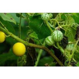 Cà Đắng Tây Nguyên  ( 1kg) ( sản phảm có bảo hành bao đổi trả)