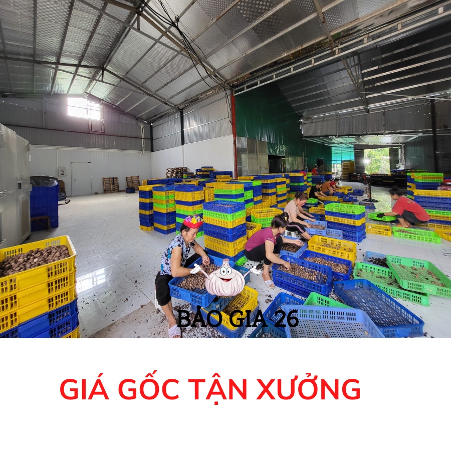 - Túi 500g - Tỏi Đen Cô Đơn Hoshi Xuất Khẩu - Lên Men 90 Ngày