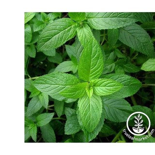 100h hạt giống húng bạc hà âu peppermint
