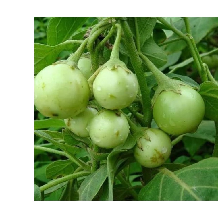 0.2Gr Hạt Giống Cà Pháo Thái Lan