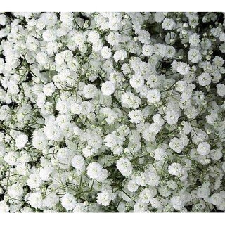 100h hạt giống hoa baby breath trắng
