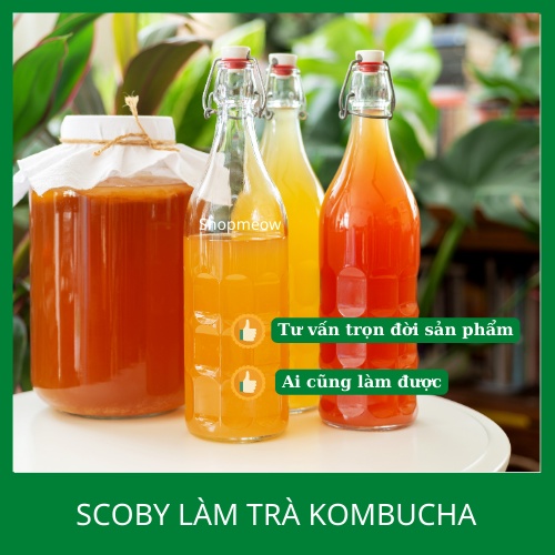 Scoby nuôi kombucha (set gồm con giấm và nước mồi)