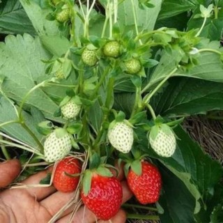 Cây giống Dâu Hà Lan hoa hồng bầu ổn định