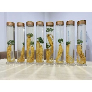 Bình Ngâm Rượu Thủy Tinh Ngâm Sâm Cao Cấp (1 Lít, 1.5 Lít, 2.5 lít)
