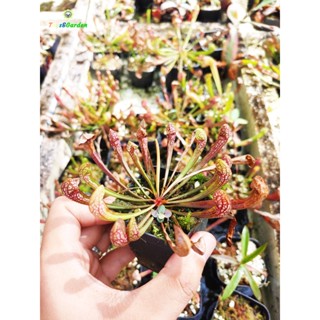 Cây Hố Bẩy Rắn Hổ Mang - Sarracenia Cobra ( Cây Bắt Mồi - Cây Ăn Thịt Côn Trùng ) Cây Rất Dễ Trồng Cho Người Mới Bắt Đầu