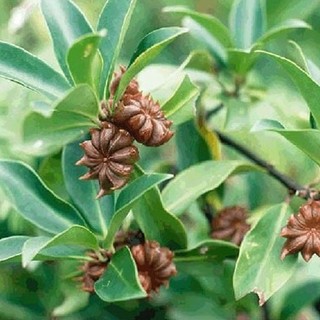 Hoa hồi khô bột hồi lạng sơn