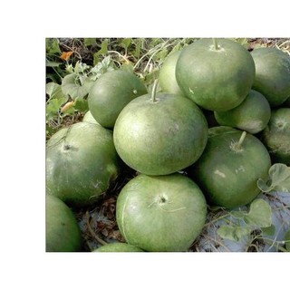 1gr hạt giống bầu tròn