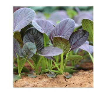 0.3gr hạt giống cải ngọt nhật đỏ