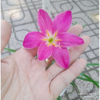 (VHST Q.8 - GIAO TRONG NGÀY) Cây HOA HUỆ MƯA (HOA MÓNG TAY).