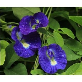 Hạt giống hoa đậu biếc 30 hạt