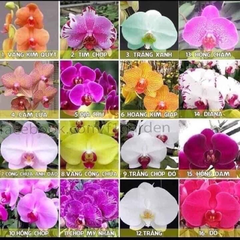 LAN HỒ ĐIỆP CÂY SẴN NGỒNG ĐỦ MÀU HOA