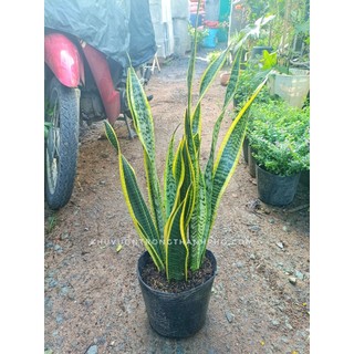 Cây lưỡi hổ cao 60-70cm(chỉ giao hỏa tốc HCM)