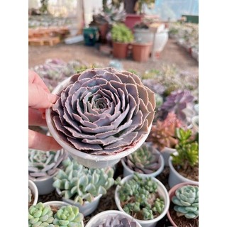 Sen đá bắp cải size trung 5-7 cm
