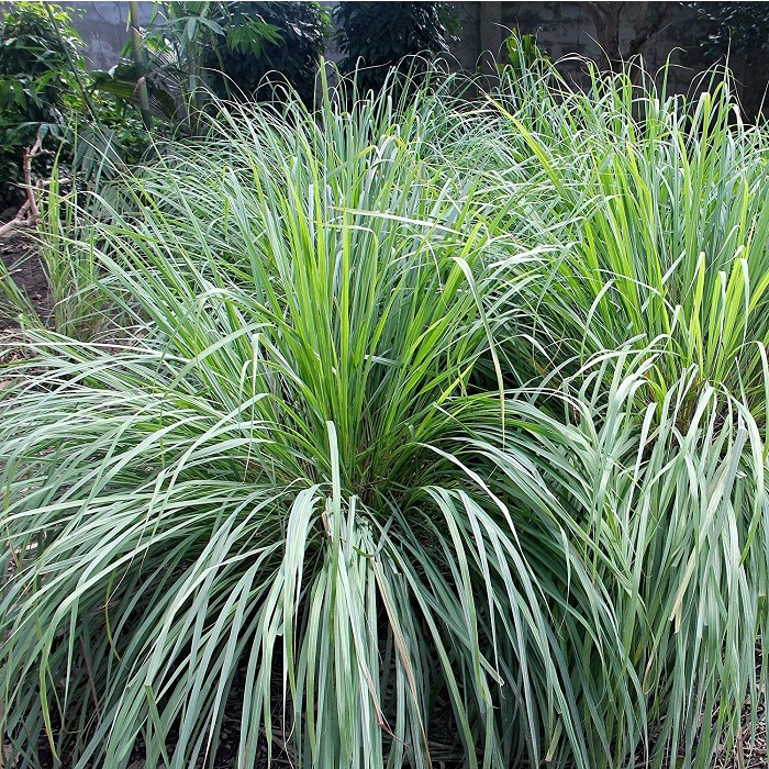 Bụi Cây sả giống  - rau gia vị ,Đuổi côn trùng,Làm Cảnh
