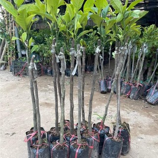 Cây Giống Mít ướt siêu Trái ( giống ghép siêu đẹp + siêu sớm + siêu trái)