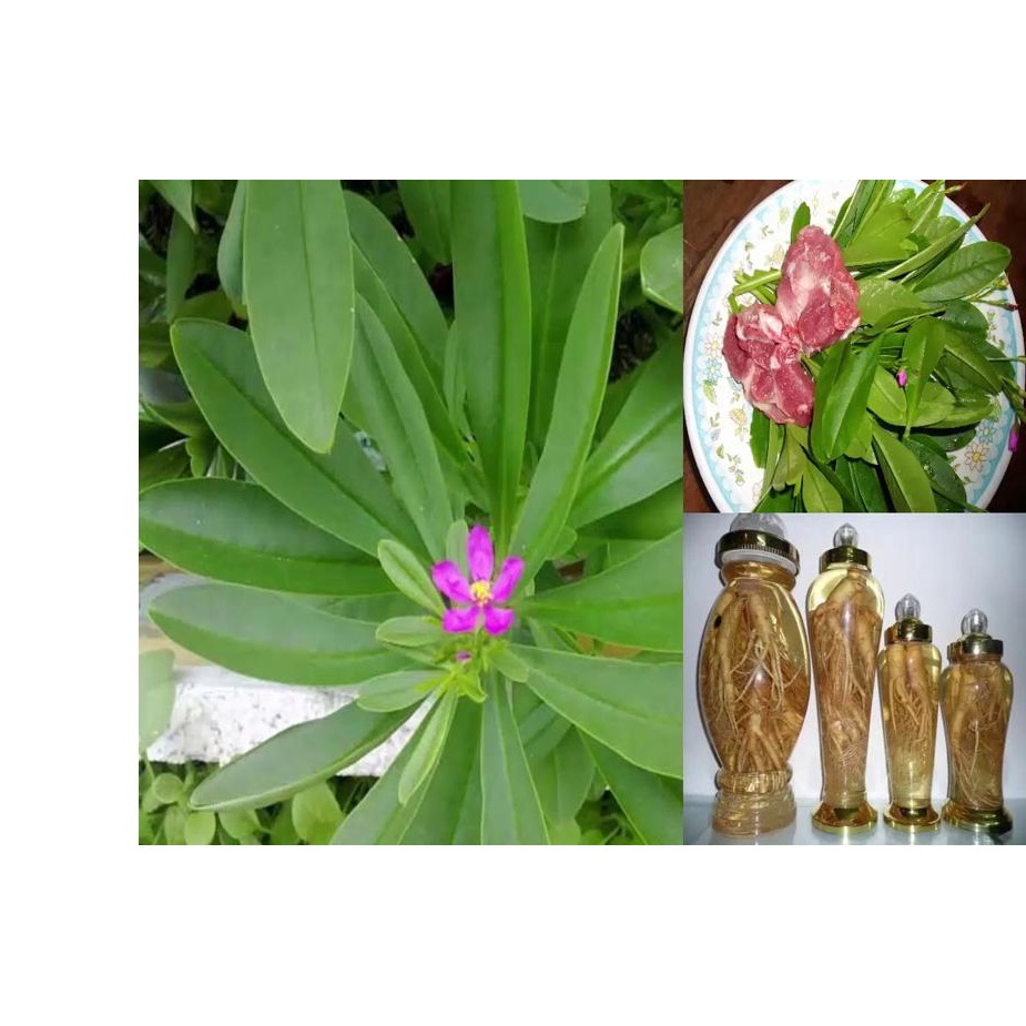 15h Hạt Giống Sâm Đất