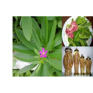 15h hạt giống sâm đất